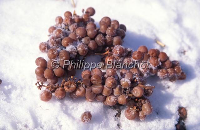 canada ontario  32.JPG - Raisin pour vin de glaceNiagara on the LakeOntarioCanada